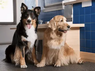 photo de deux chiens